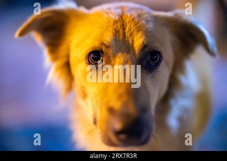 Bellissimo cane di razza mista che guarda intensamente alla telecamera, Berat, Albania, 2023, formato orizzontale Foto Stock