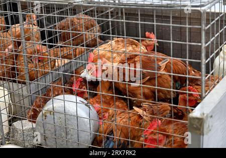 Pollo in gabbie di filo metallico al mercato, venduto per la uova ovaiole Foto Stock