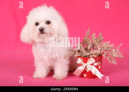 Bichon Frise seduto su materiale rosa accanto a un piccolo secchio di fiori. Ambiente studio a tema festivo. Foto Stock