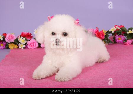 Bichon Frise adagiato su materiale rosa con una ghirlanda di fiori dietro di lei. Foto Stock