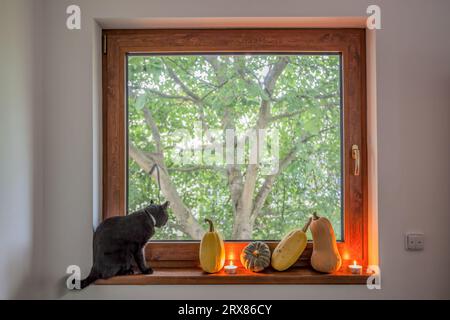 Serie di zucche con gatto nero su davanzale contro albero Foto Stock