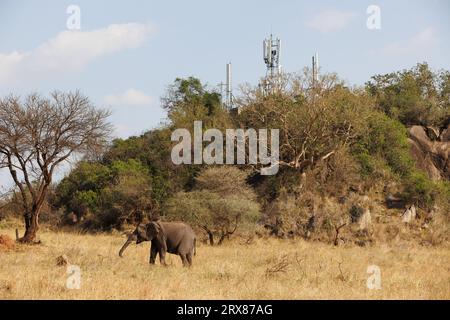 Parco nazionale del Serengeti, Kenya. 14 settembre 2023. Gli elefanti pascolano su una pianura erbosa di fronte alle torri cellulari su una collina ricoperta di alberi. Foto Stock