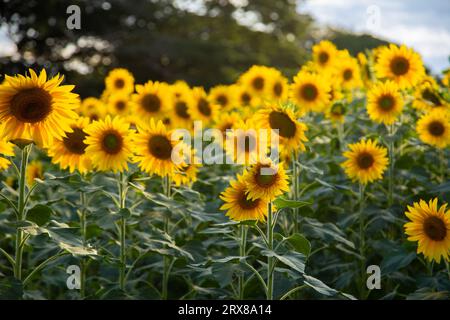 Goiânia, Goias, Brasile – 10 maggio 2023: Dettaglio di una piccola piantagione di girasoli a Bela Vista de Goiás. Foto Stock