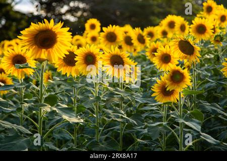 Goiânia, Goias, Brasile – 10 maggio 2023: Dettaglio di una piccola piantagione di girasoli a Bela Vista de Goiás. Foto Stock