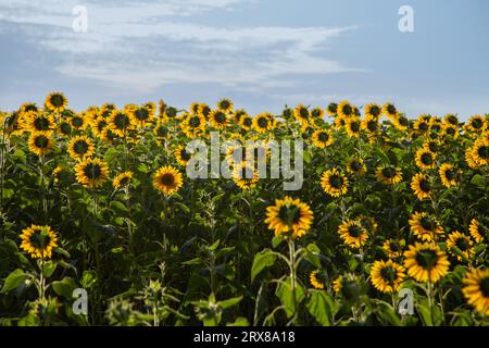 Goiânia, Goias, Brasile – 10 maggio 2023: Dettaglio di una piccola piantagione di girasoli a Bela Vista de Goiás con il cielo sullo sfondo. Foto Stock