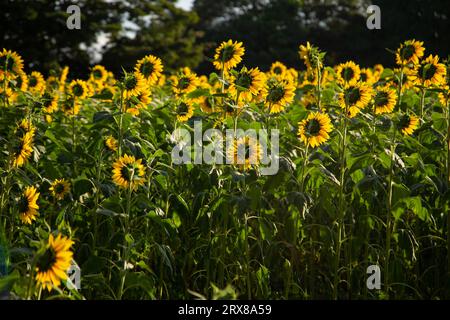 Goiânia, Goias, Brasile – 10 maggio 2023: Dettaglio di una piccola piantagione di girasoli a Bela Vista de Goiás. Foto Stock