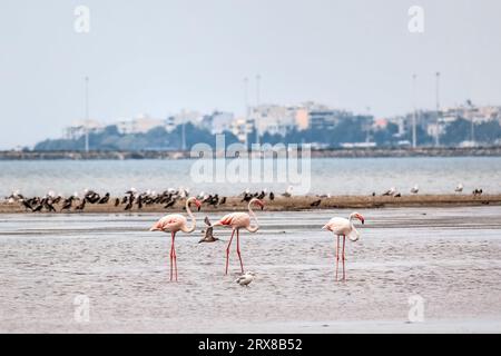 Un gregge di splendidi fenicotteri rosa che cammina sulla spiaggia di Alexandroupolis Evros, Grecia, vicino al Parco Nazionale Delta Evros, migrazione invernale Foto Stock