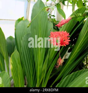 Hibiscus schizopetalus, una pianta di ibisco nota anche come rosemallow frange, lanterna giapponese, ibisco corallino e ibisco ragno; piante ornamentali. Foto Stock