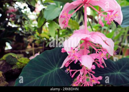 Medinilla magnifica, showy medinilla, lanterna rosa, uva rosa; pianta fiorita della famiglia Melastomataceae, originaria delle Filippine; fiore rosa. Foto Stock