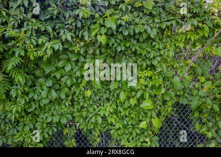 Una recinzione a maglie di catena ricoperta di fogliame verde - per lo più foglie con alcuni piccoli fiori bianchi - alcune foglie sono sfocate Foto Stock