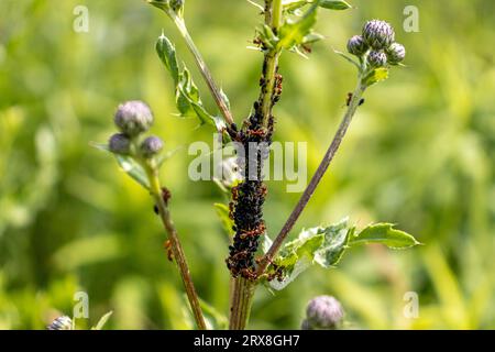 Formiche e insetti neri, forse afidi, che strisciano su uno stelo spinoso della pianta, ripresa ravvicinata della loro interazione Foto Stock