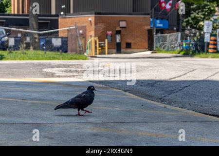 Piccione nero con becco rosso e piedi - cammina su strade asfaltate vuote - edificio in mattoni marroni e recinzione a catena sullo sfondo Foto Stock