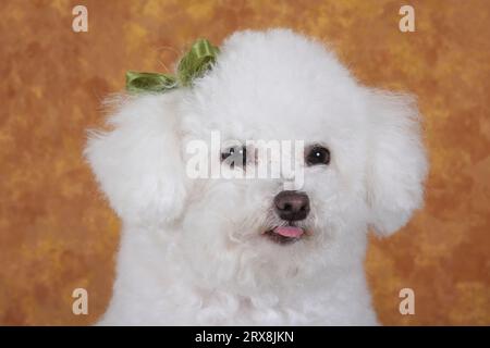 Ritratto di Bichon Frise su sfondo golfistico. La lingua sta fuoriuscendo. Foto Stock