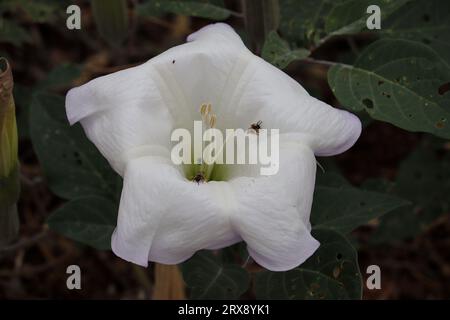 Primo piano di una datura sacra o di un fiore di Datura wrightii con alcune piccole api al Payson College Trail, Arizona. Foto Stock