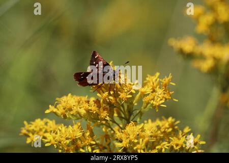 Skipperling a quattro punti o polingii Piruna che si nutrono di fiori d'oro sui sentieri di Tonto Creek vicino a Payson, Arizona. Foto Stock