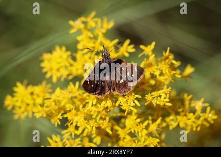 Skipperling a quattro punti o polingii Piruna che si nutrono di fiori d'oro sui sentieri di Tonto Creek vicino a Payson, Arizona. Foto Stock