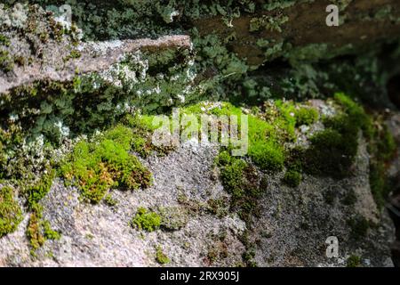 Primo piano di un muschio che cresce su un masso all'Horton Creek Trail vicino a Payson, Arizona. Foto Stock