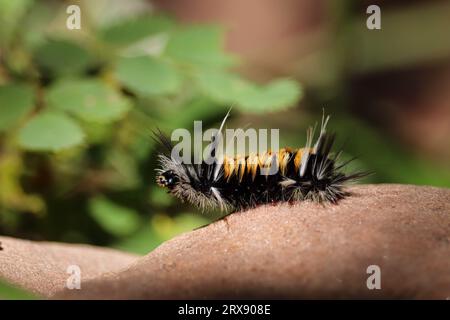 Milkweed Tussock Moth o Euchaetes egle caterpillar che strisciano lungo una roccia ai Tonto Creek Trails vicino a Payson, Arizona. Foto Stock