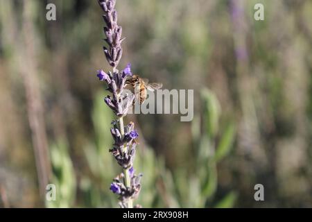 WESTERN Honey Bee (Apis mellifera) atterraggio su fiori di lavanda, Australia meridionale Foto Stock