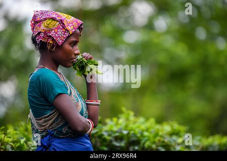 Una donna bengalese che raccoglie foglie di tè in un giardino del tè a Sylhet. La preparazione del tè è un'abilità specializzata. Due foglie e un bocciolo devono essere strappati per ottenere il gusto e la redditività migliori. Il calcolo del salario giornaliero è di 170tk(1,60$) per raccogliere almeno 22-23 kg di foglie al giorno per un lavoratore. L'area di Sylhet ha più di 150 giardini, tra cui tre dei più grandi giardini da tè del mondo, sia in zona che in produzione. Quasi 300.000 lavoratori sono occupati nelle tenute del tè, di cui oltre il 75% sono donne, ma stanno passando la vita da schiavi. Foto Stock