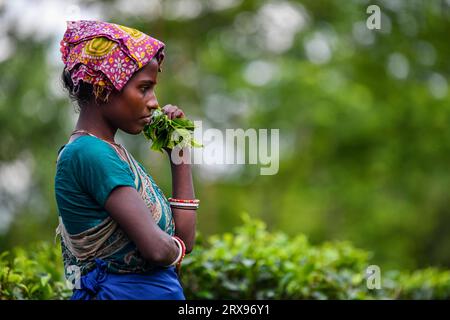 Una donna bengalese che raccoglie foglie di tè in un giardino del tè a Sylhet. La preparazione del tè è un'abilità specializzata. Due foglie e un bocciolo devono essere strappati per ottenere il gusto e la redditività migliori. Il calcolo del salario giornaliero è di 170tk(1,60$) per raccogliere almeno 22-23 kg di foglie al giorno per un lavoratore. L'area di Sylhet ha più di 150 giardini, tra cui tre dei più grandi giardini da tè del mondo, sia in zona che in produzione. Quasi 300.000 lavoratori sono occupati nelle tenute del tè, di cui oltre il 75% sono donne, ma stanno passando la vita da schiavi. (Foto di Zabed Hasnain Chowdhury/SOPA Images Foto Stock