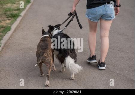 Donna cammina 2 cani. Primo piano delle gambe femminili, del collie di bordo e del corriere del toro sui guinzagli in una passeggiata all'aperto. Foto Stock