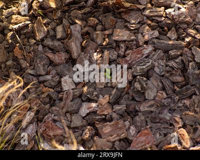 Consistenza di un pacciame di corteccia di pino utilizzato per l’orticoltura per prevenire la crescita delle erbacce e arricchire il terreno. Zero rifiuti, giardinaggio organico. Letti in giardino con pino Foto Stock