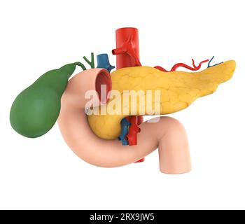 Pancreas, cistifellea e anatomia duodenale Foto Stock