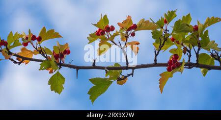Ramo di biancospino con bacche mature e foglie gialle contro un cielo blu Foto Stock