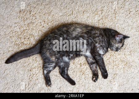 Il guscio di tartaruga domestico e il gatto tricolore scuro si trovano sul tappeto in camera. Buon sonno per gli animali domestici, pisolino, riposo, relax al coperto, all'interno dell'hotel. Foto Stock