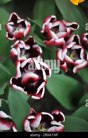 Rosso scuro con bordi bianchi Triumph Tulips (Tulipa), mistero arabo fiorisce in un giardino ad aprile Foto Stock