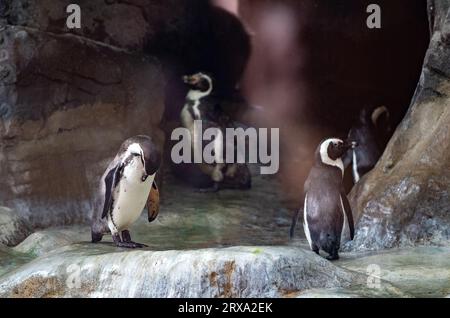 Pinguini Humboldt nella voliera dello zoo di Mosca in un giorno d'estate. Foto Stock