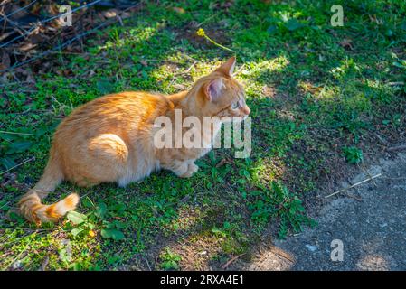 Gatto arancione tabby in campagna Foto Stock