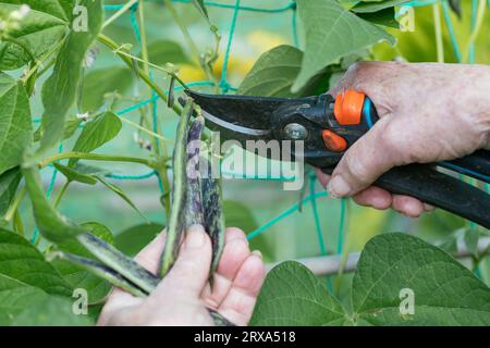 Giardiniere che raccoglie i chicchi di rana cimeli della Croazia, noti come "luna di marmo", simili o identici ai fagioli di pelo di serpente a sonagli. Foto Stock