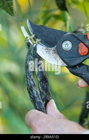 Giardiniere che raccoglie i chicchi di rana cimeli della Croazia, noti come "luna di marmo", simili o identici ai fagioli di pelo di serpente a sonagli. Foto Stock