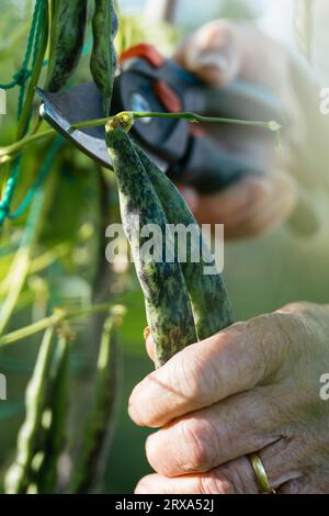 Giardiniere che raccoglie i chicchi di rana cimeli della Croazia, noti come "luna di marmo", simili o identici ai fagioli di pelo di serpente a sonagli. Foto Stock