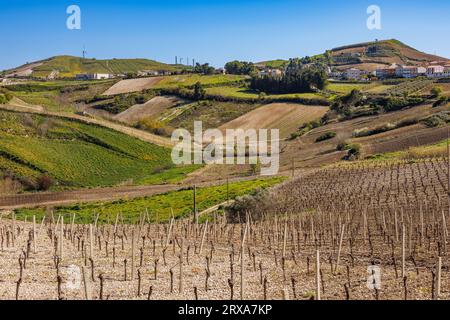 Paesaggio con vigneti in provincia di Marsala sull'isola di Sicilia, Italia Foto Stock