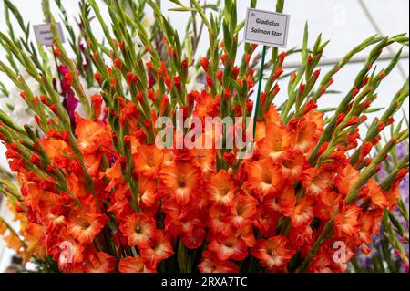 Fiori di gladiolo allo spettacolo dei fiori allo spettacolo autunnale di Malvern che si tiene presso le tre contee di Malvern nel Worcestershire, in Gran Bretagna Foto Stock