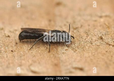 Primo piano naturale e dettagliato su un piccolo Chelostoma campanularum scuro, un'ape da falegname harebell seduto su legno Foto Stock