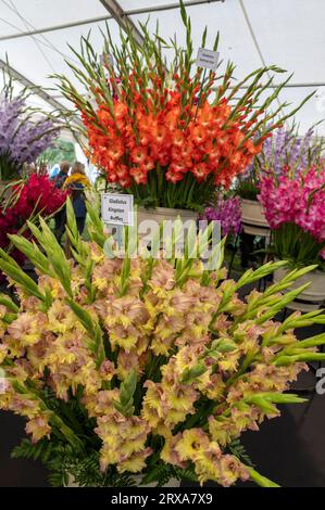 Fiori di gladiolo allo spettacolo dei fiori allo spettacolo autunnale di Malvern che si tiene presso le tre contee di Malvern nel Worcestershire, in Gran Bretagna Foto Stock