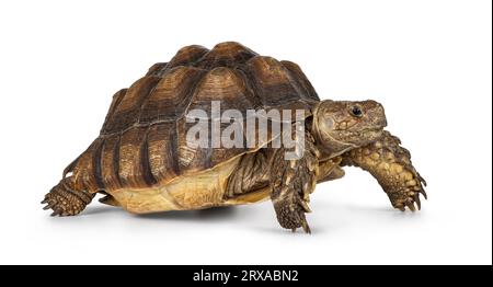 Femmina sulcata Tartaruga, alias Centrochelys sulcata, camminando lateralmente in alto sulle gambe. Guarda lateralmente. Isolato su sfondo bianco Foto Stock