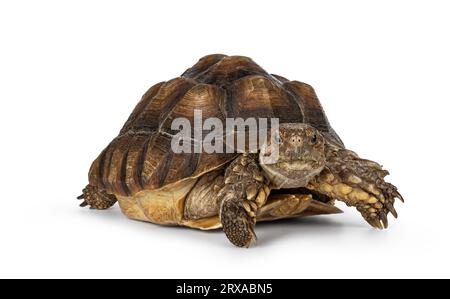 Femmina sulcata Tartaruga, detta anche Centrochelys sulcata, disposta di fronte. Guardando direttamente alla fotocamera. Isolato su sfondo bianco Foto Stock