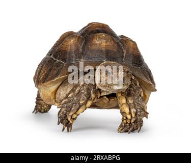 Femmina sulcata Tartaruga, alias Centrochelys sulcata, camminando verso la telecamera in alto sulle gambe. Guardando accanto alla fotocamera. Isolato su sfondo bianco Foto Stock