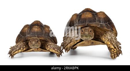 Coppia maschile e femminile di sulcata Tartaruga, alias Centrochelys sulcata, in piedi di fronte alle gambe. Guardando verso la fotocamera. Isolato su una b bianca Foto Stock