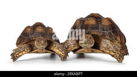 Coppia maschile e femminile di sulcata Tartaruga, alias Centrochelys sulcata, in piedi di fronte alle gambe. Guardando verso la fotocamera. Isolato su una b bianca Foto Stock