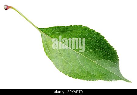 Foglia di mela verde isolata su sfondo bianco Foto Stock