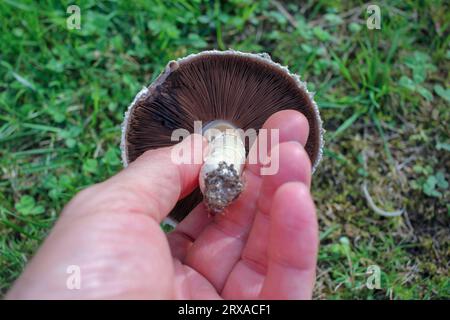 un delicato fungo trovato nel giardino in mano Foto Stock