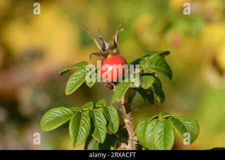 Grande bacca di rosa sul ramo in autunno Foto Stock