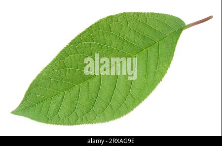 Foglia verde isolata su bianco con tracciato di ritaglio Foto Stock