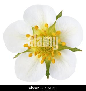 Vista dall'alto del fiore di fragole isolato su bianco con sentiero di ritaglio Foto Stock